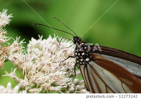 Asagi madara吮吸halibb唐娜的花蜜 11273142