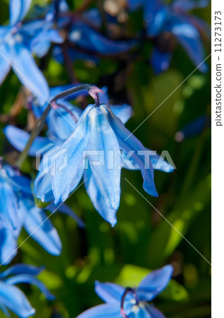 Scilla siberica 11273173