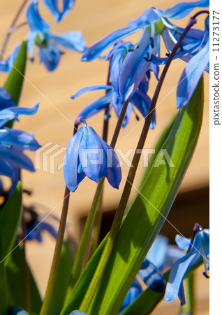 Scilla siberica Scilla siberica 11273177