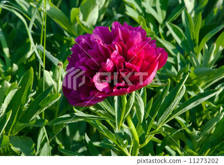 Pink Japanese Peony Pink Japanese Peony 11273202