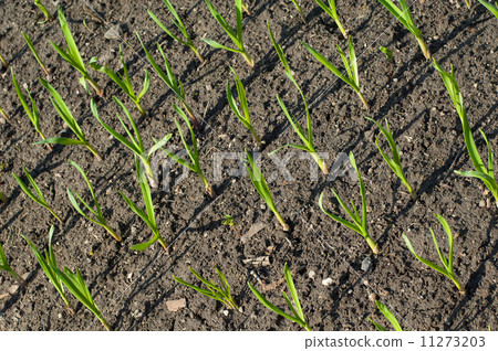Sprouts of garlic Sprouts of garlic 11273203