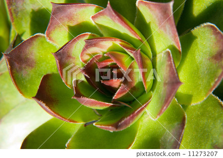 Image of green sempervivum plant Image of green sempervivum plant 11273207