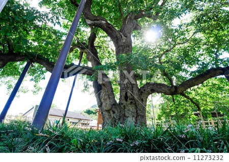 薄岩石大桑的反面 11273232