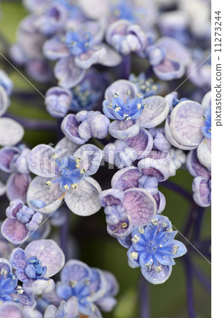 Uzuyasai(渦旋繡球花) Uzuyasai(渦旋繡球花) 11273244