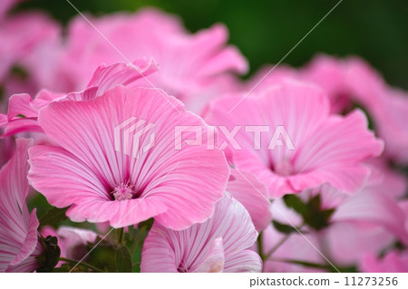 到處都是柔和的色花 到處都是柔和的色花 11273256