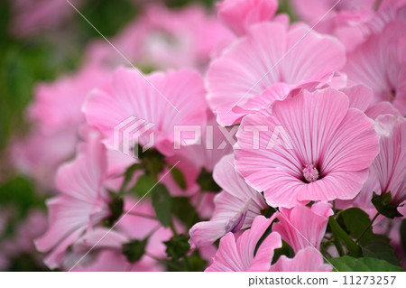 到處都是柔和的色花 到處都是柔和的色花 11273257