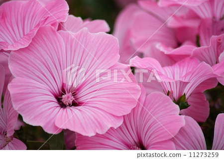 到處都是柔和的色花 到處都是柔和的色花 11273259