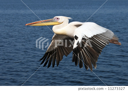 Great White Pelican 11273327