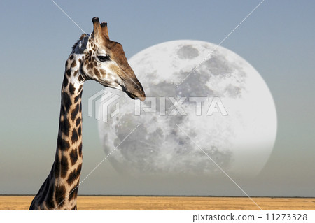Moon rising over a Giraffe in Etosha National Park in Namibia Moon rising over a Giraffe in Etosha National Park in Namibia 11273328