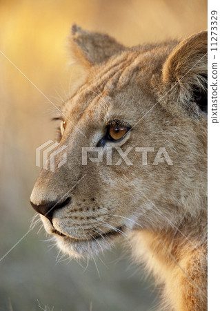 Lioness - Okavango Delta in Botswana 11273329