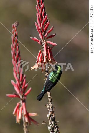 Marico Sunbird (Cinnyris mariquensis) - Namibia Marico Sunbird (Cinnyris mariquensis) - Namibia 11273352