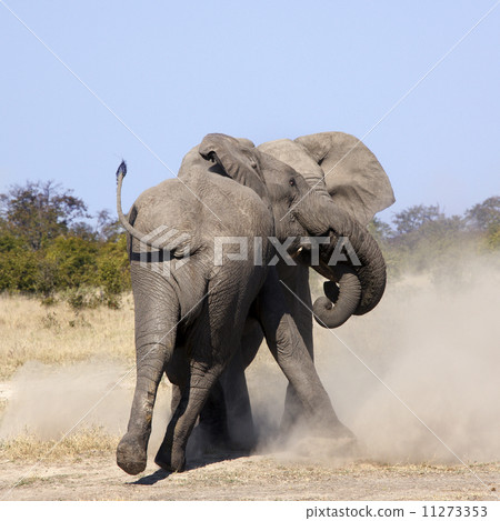 Two Elephants fighting - Botswana 11273353