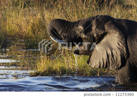 African Elephant - Botswana 11273360