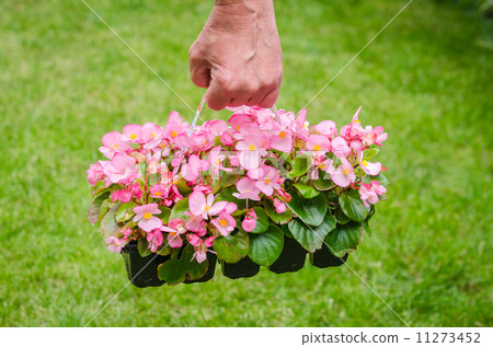 Hand holds container of pink blossom begonia in garden 11273452