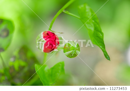Red rose bud in the blossom garden 11273453