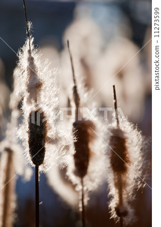 Cattails 11273599