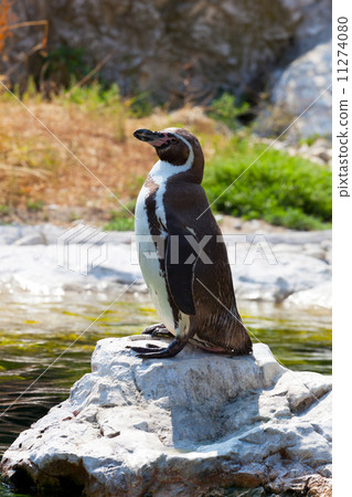Humboldt's penguin costs on a stone Humboldt's penguin costs on a stone 11274080