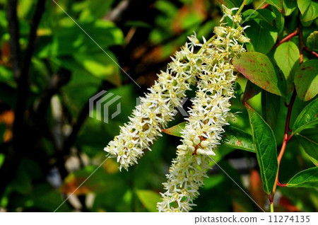 Kobanozuina Kobanozuina 11274135