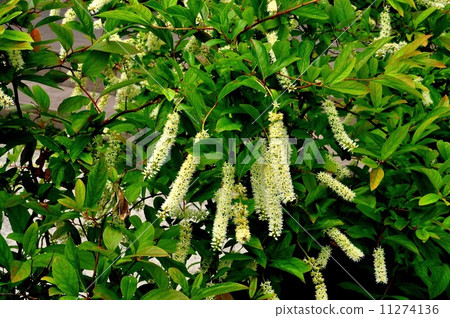 Kobanozuina Kobanozuina 11274136