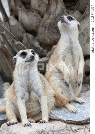 Meerkat looking alert at something 11274194