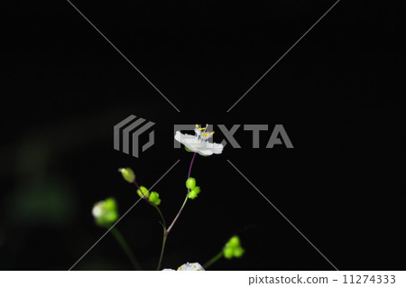 新娘面紗 新娘面紗 11274333