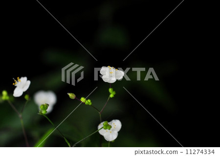 Bridal veil 11274334