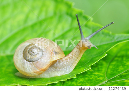 蝸牛 11274489