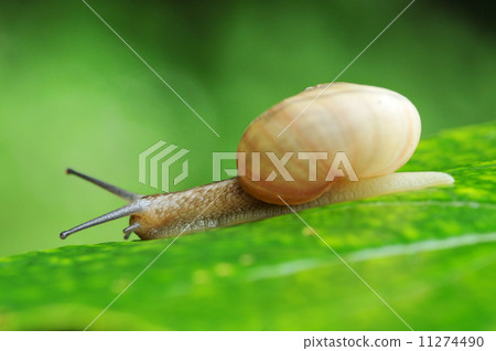 蝸牛 11274490
