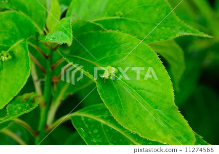 An endangered plant Ryukyu hanaikada (semi-endangered (NT)) 11274568