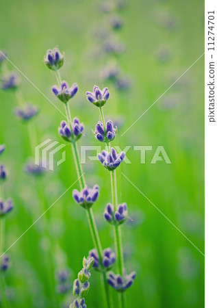 Lavender flowers 11274701