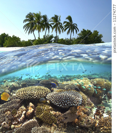 Tropical Reef - Maldives - Indian Ocean 11274777