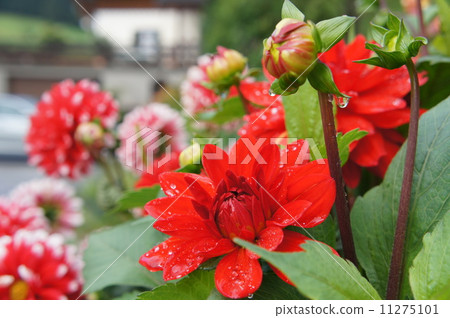 Flowers wet with morning dew 11275101