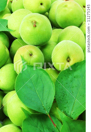 Background material of early summer - Leaf of plum and leaves of untapped and plum ___ bird view vertical position Background material of early summer - Leaf of plum and leaves of untapped and plum ___ bird view vertical position 11275145