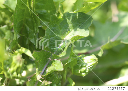 Yabukiri Yabukiri 11275357