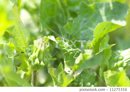 Yabukiri Yabukiri 11275358