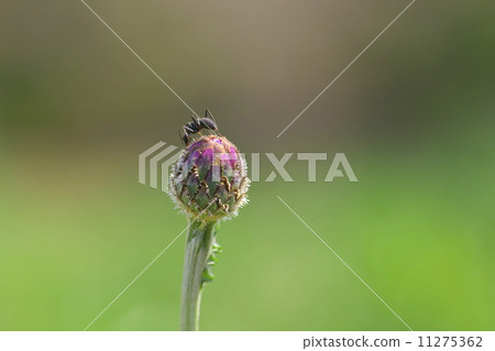 Black-tailed and yagurumagiku 11275362
