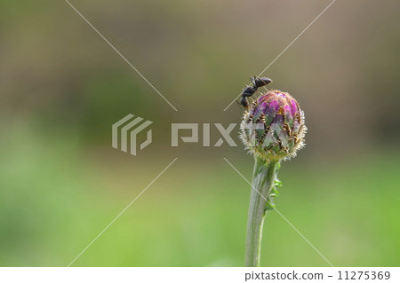 Black-tailed and yagurumagiku 11275369