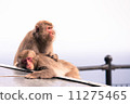 Monkey's couple 11275465