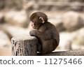 Twilight monkey 11275466