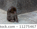 Nanami monkey 11275467