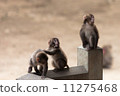 Monkey 3 brothers 11275468