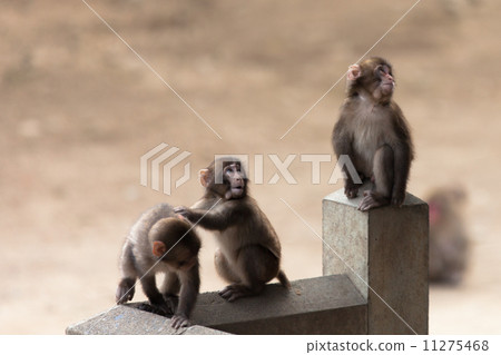 Monkey 3 brothers 11275468