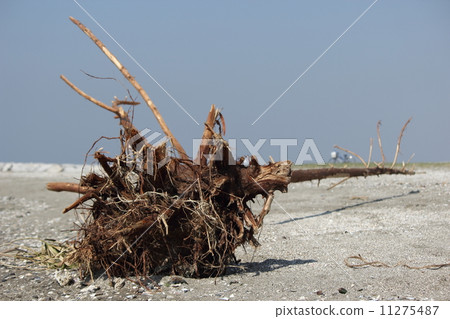 Driftwood on the coast 11275487