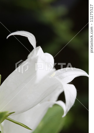 Campanula 11275527