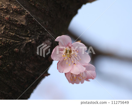 Tsubakikansakura 11275649