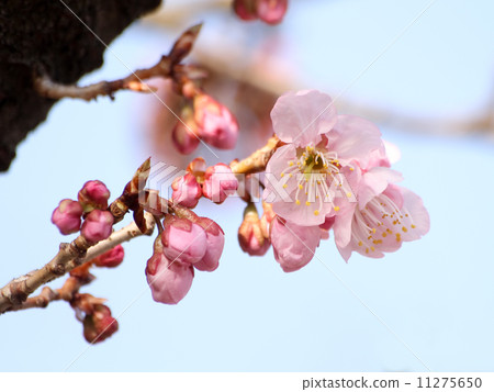 Tsubakikansakura 11275650