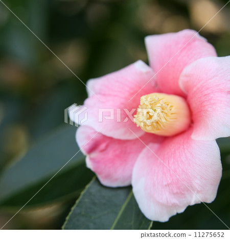 Yusuke Koharu 11275652