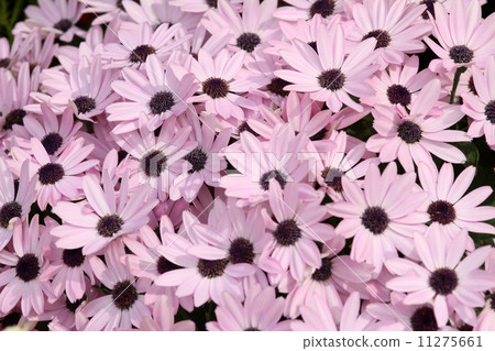 Cineraria Cineraria 11275661