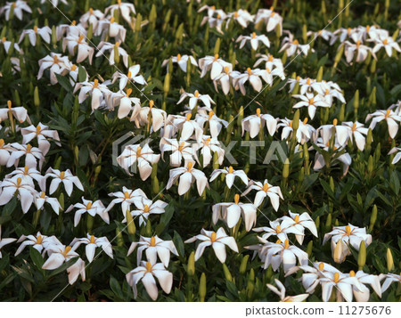 子花 11275676