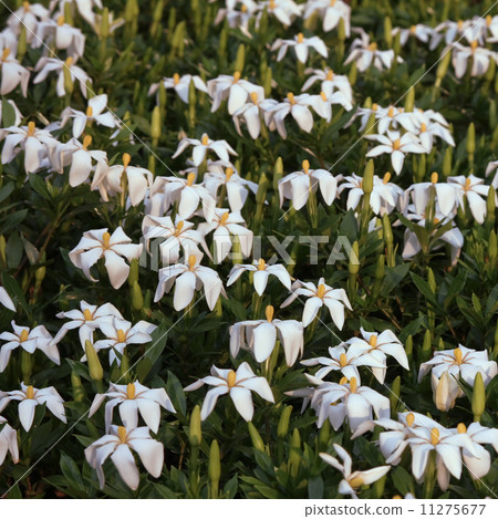子花 子花 11275677